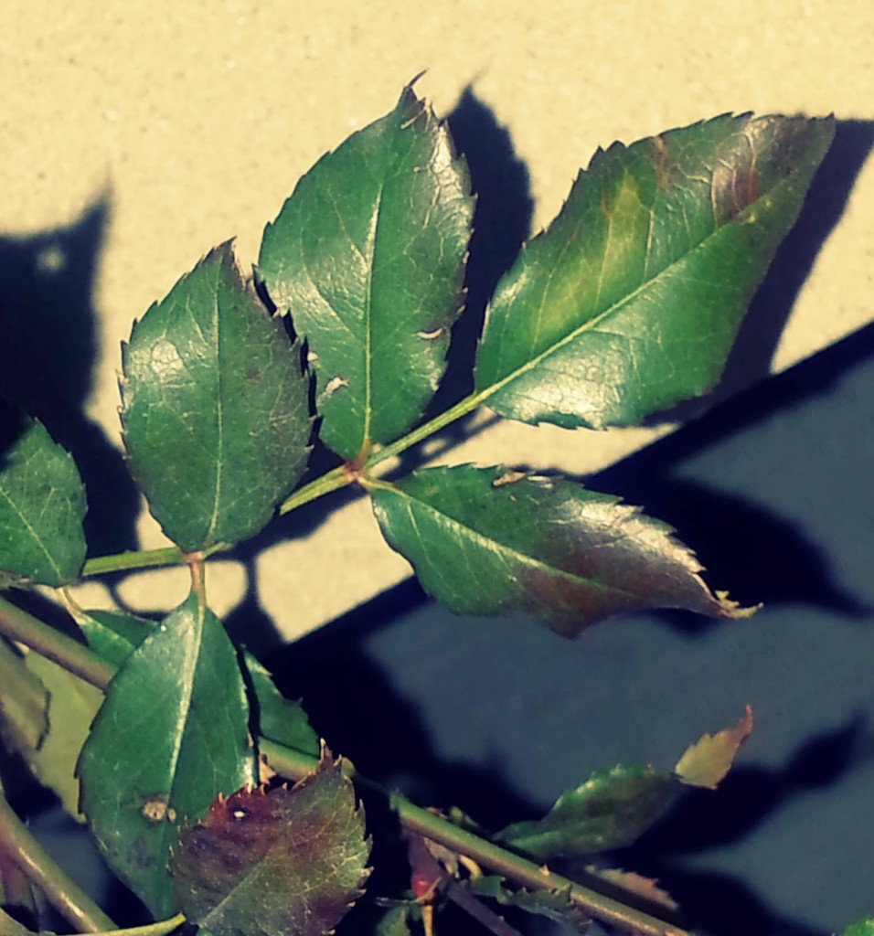 Leaf from a shrub? Spicebush?